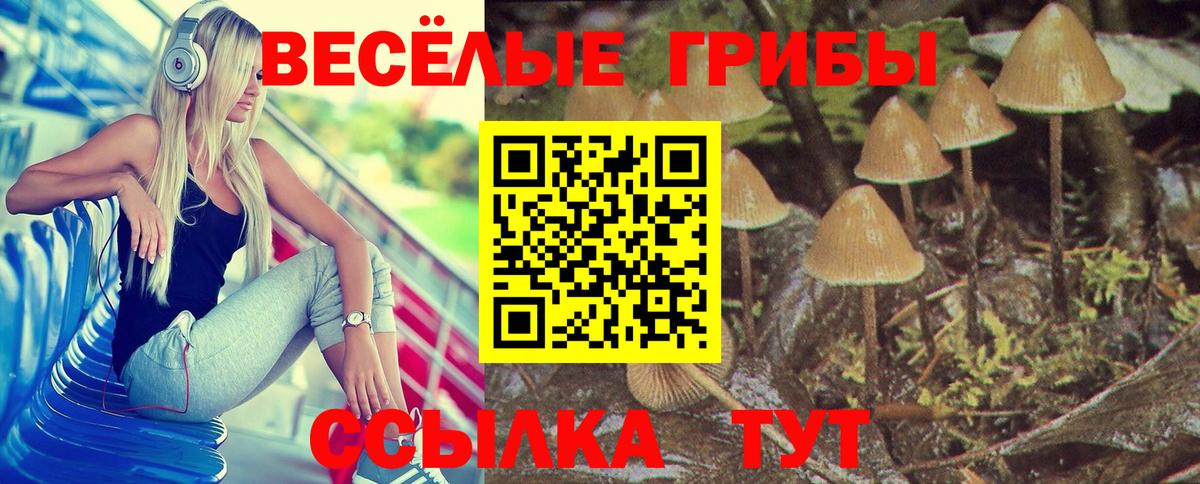 Галлюциногенные грибы Psilocybe Ульяновск