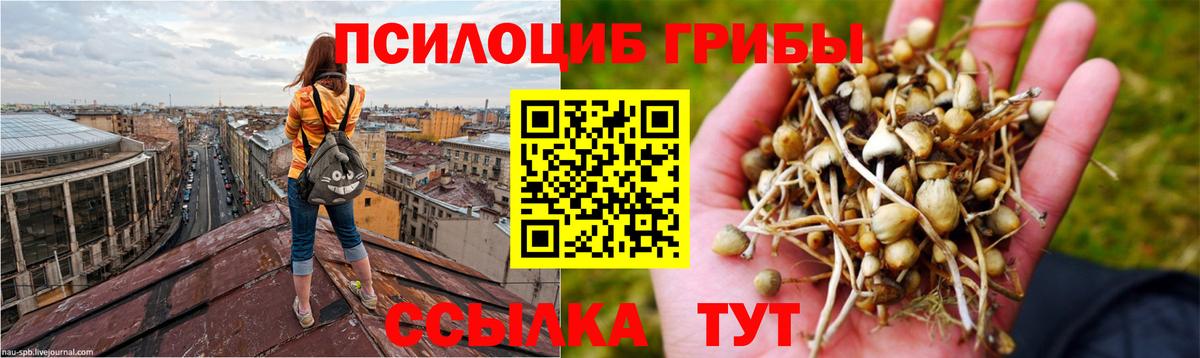 Галлюциногенные грибы Psilocybine cubensis  Вход с VPN  Ульяновск 